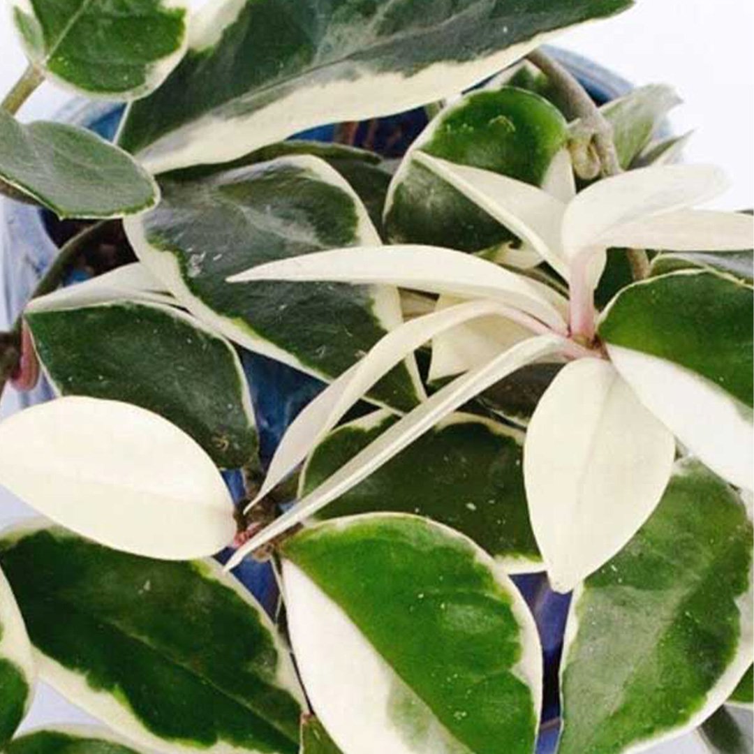 Hoya Carnosa Variegated